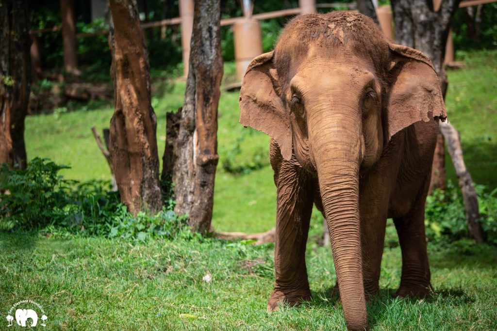 Pookie the elephant standing in a forest in Thailand, looking directly at the camera.